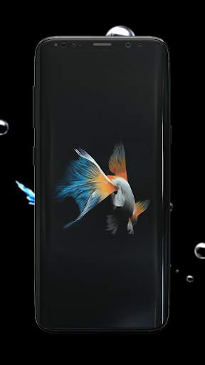 Betta Fish Wallpaper screenshot 4