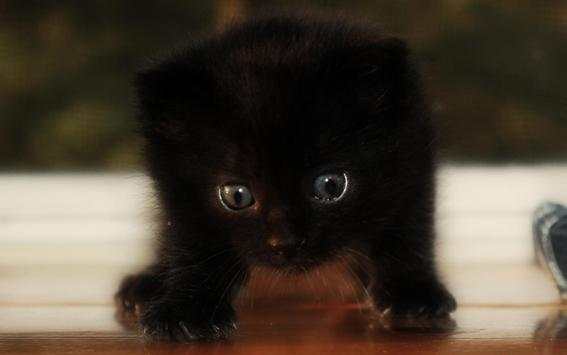 Black Cat Live Wallpaper screenshot 8