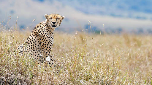 Cheetah Wallpapers : backgrounds hd screenshot 19