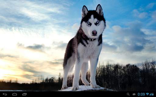 Husky live wallpaper screenshot 7