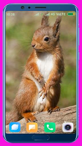 Squirrel Wallpaper screenshot 16