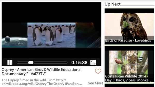 Animal Videos screenshot 3