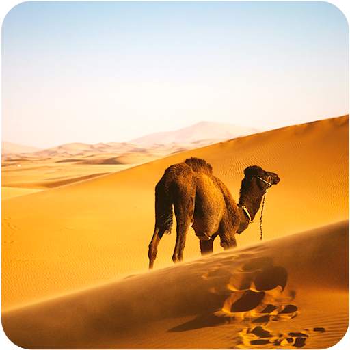 Desert Wallpaper 4.0