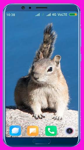 Squirrel Wallpaper screenshot 6