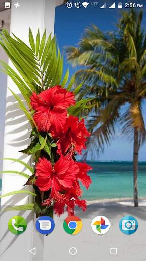 Hibiscus Flower Wallpaper Hd screenshot 3
