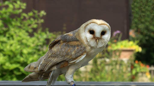 Owl Wallpaper screenshot 7