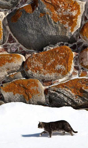 Snow Cats Live Wallpaper screenshot 8