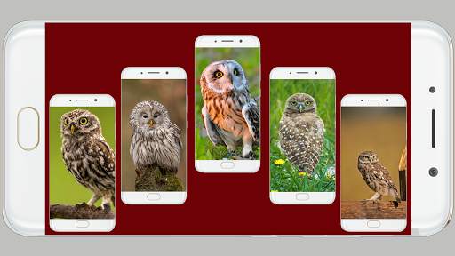 Owl Wallpaper HD screenshot 2