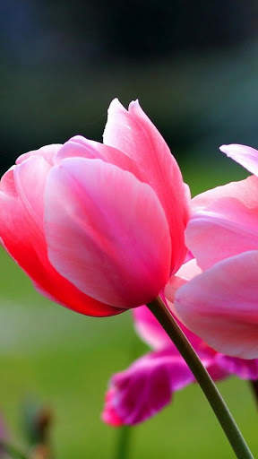 3D Flower Wallpaper screenshot 14