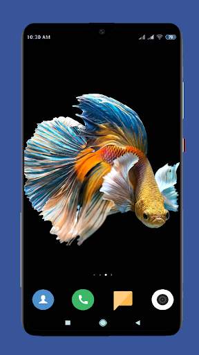 Betta Fish Wallpaper HD screenshot 8