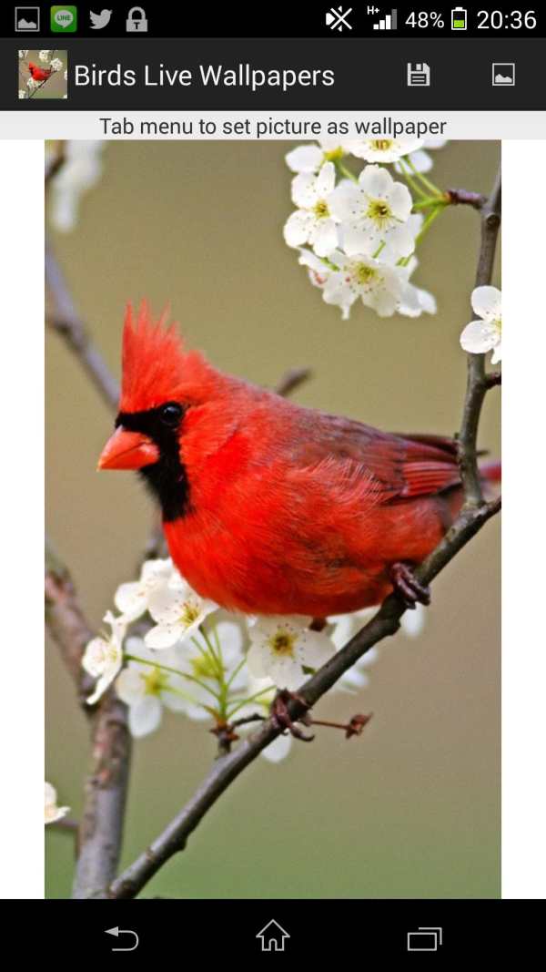 Birds Live Wallpapers screenshot 11