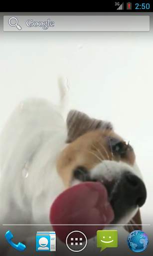 Dog Licks Screen Wallpaper screenshot 2