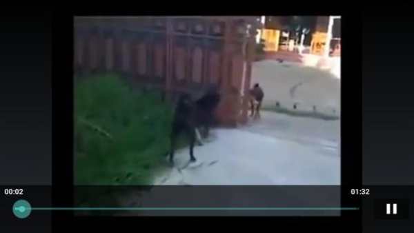 Viral Videos screenshot 5