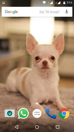 Chiwawa Dog HD Wallpaper screenshot 4