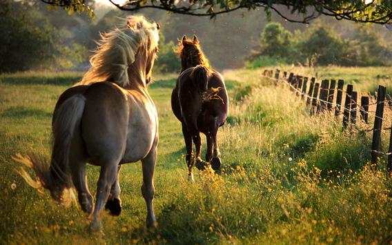Horse Wallpapers screenshot 7