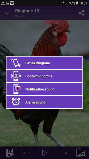 Rooster - RINGTONES and WALLPAPERS screenshot 5