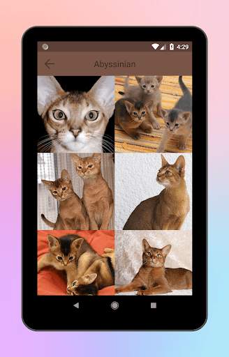 Animal World A-Z Collections screenshot 11