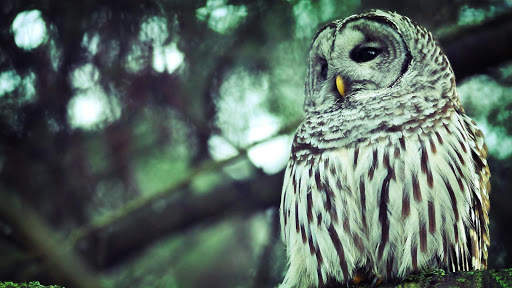 Owl. Birds Wallpapers स्क्रीनशॉट 2