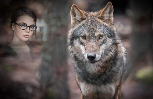 Wolf Photo Frames 4 تصوير الشاشة