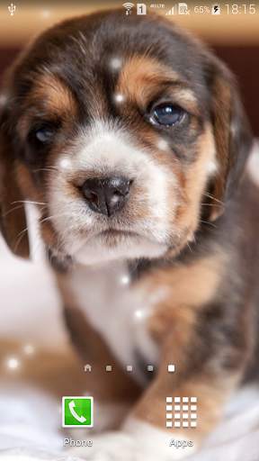 Puppies Live Wallpaper screenshot 5