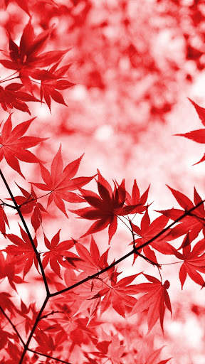 Magic touch: Autumn screenshot 4