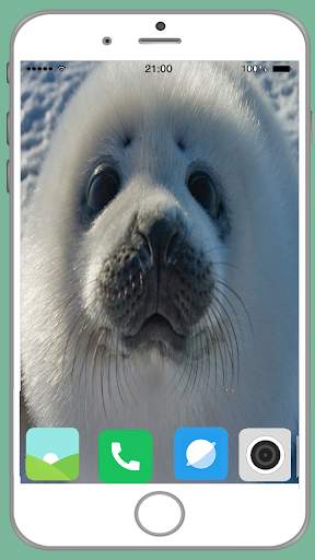 Harb Seal Full HD Wallpaper screenshot 7