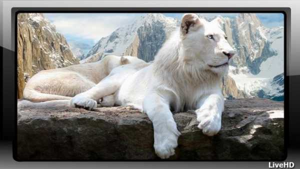 White Lion Wallpaper screenshot 4