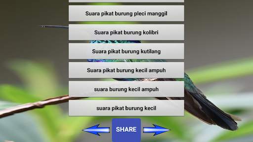 Suara pikat burung liar screenshot 7