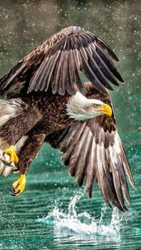 🦅 Eagle Wallpapers – Bird Wallpaper screenshot 1