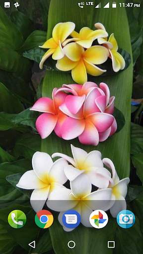 Plumeria Wallpaper screenshot 1