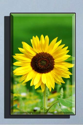 Sunflower Wallpaper HD full offline screenshot 4