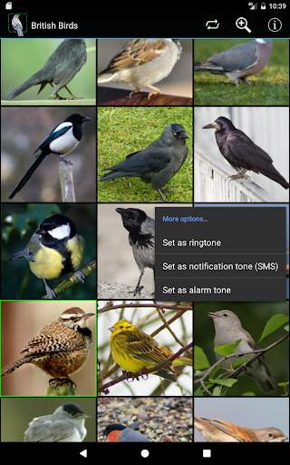 British Birds screenshot 10