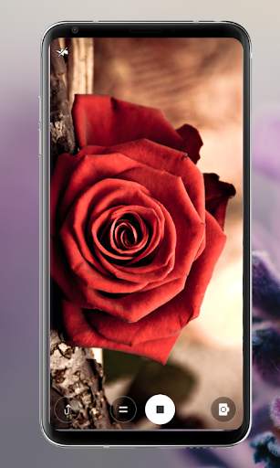 Rose Mobile Wallpapers screenshot 6