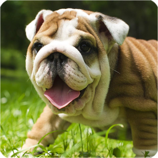 Puppies Pitbull Live Wallpaper icon