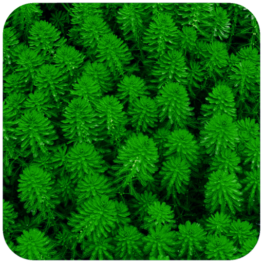 Nice Green Wallpaper icon