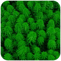 Nice Green Wallpaper icon