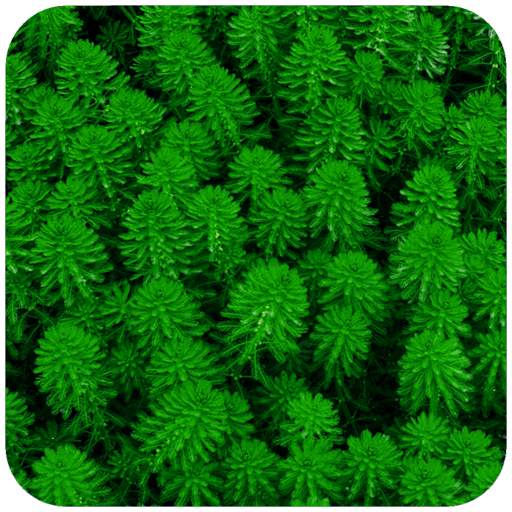 Nice Green Wallpaper 1.07