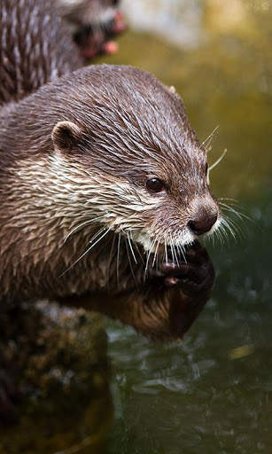 Otter Wallpaper screenshot 5