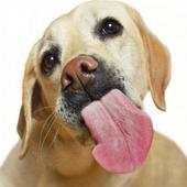 Cats Dogs lick screen LWP 1.1