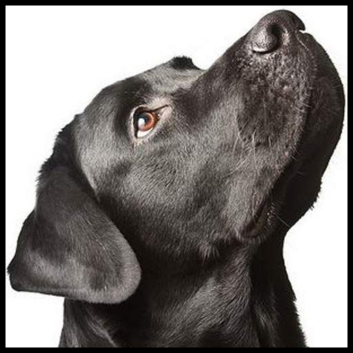 Labrador Wallpaper 1.0