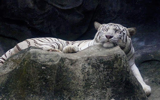 Tiger Live Wallpaper screenshot 6