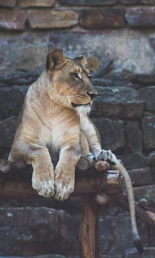 Lion Wallpapers HD (backgrounds & themes) screenshot 2