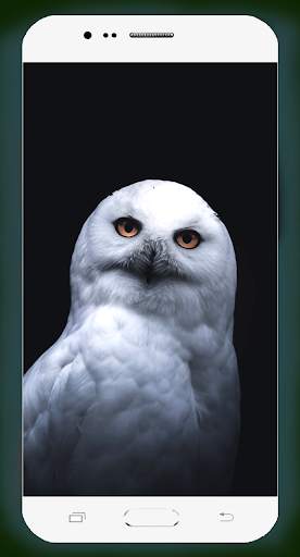 Owl Wallpaper HD screenshot 8