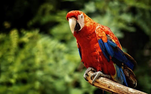 Macaw Bird HD Wallpaper screenshot 8