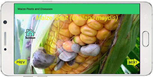 Maize Pests and Diseases screenshot 4