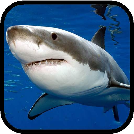 Sharks. Video Wallpaper 1.03