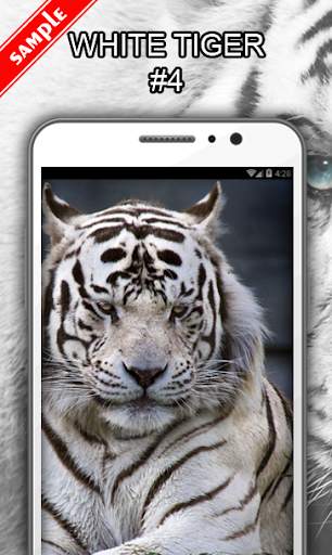 White Tiger Wallpapers screenshot 5