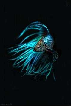 🐟 FREE Betta Fish No Live Wallpapers HD screenshot 3