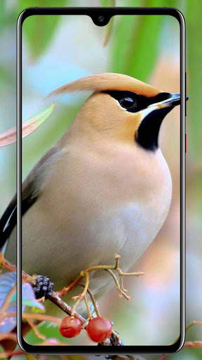 Beautifull Bird Wallpapers screenshot 7