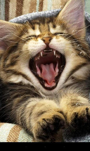 Pussycat Live Wallpaper screenshot 6